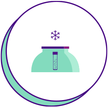 Storage: The vials go into secure cryogenic facilities with storage freezers at a temperature of around -196 Celcius containing liquid nitrogen
